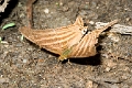 NYMPHALIDAE, Marpesia chiron